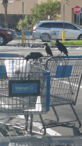 Department Store «Walmart Supercenter», reviews and photos, 508 10th St E, Palmetto, FL 34221, USA
