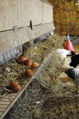 Ferme du Goazio à Pommerit-le-Vicomte