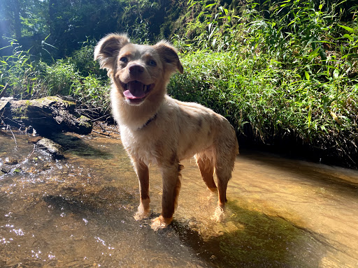 Ice Skating Rink «Pavilion Recreation Complex», reviews and photos, 400 Scottswood Rd, Taylors, SC 29687, USA