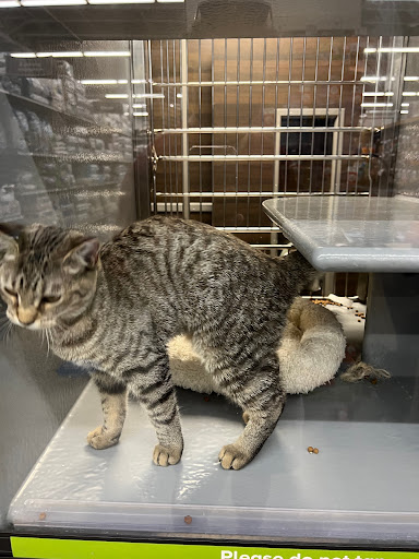 Pet Supply Store «PetSmart», reviews and photos, 1410 NE 23rd St, Pompano Beach, FL 33062, USA