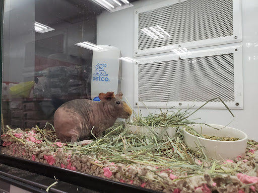 Pet Supply Store «Petco Animal Supplies», reviews and photos, 1150 El Camino Real #167, San Bruno, CA 94066, USA