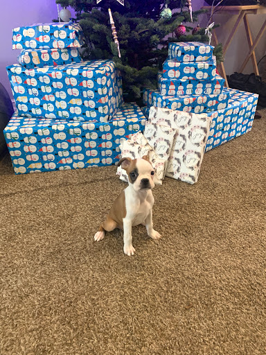 Pet Store «Pet Planet», reviews and photos, 11968 S Redwood Rd, Riverton, UT 84065, USA