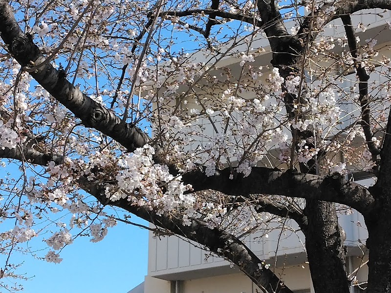 染井吉野桜記念公園