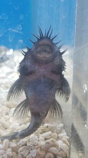 Aquarium Shop «Total Fish & Pets», reviews and photos, 137 Valley Blvd, Alhambra, CA 91801, USA