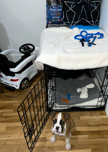 Petco image