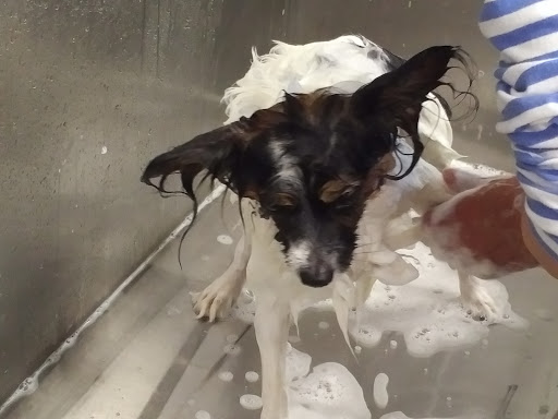 Pet Supply Store «Lemos Feed & Pet Supply», reviews and photos, 1320 Main St, Morro Bay, CA 93442, USA