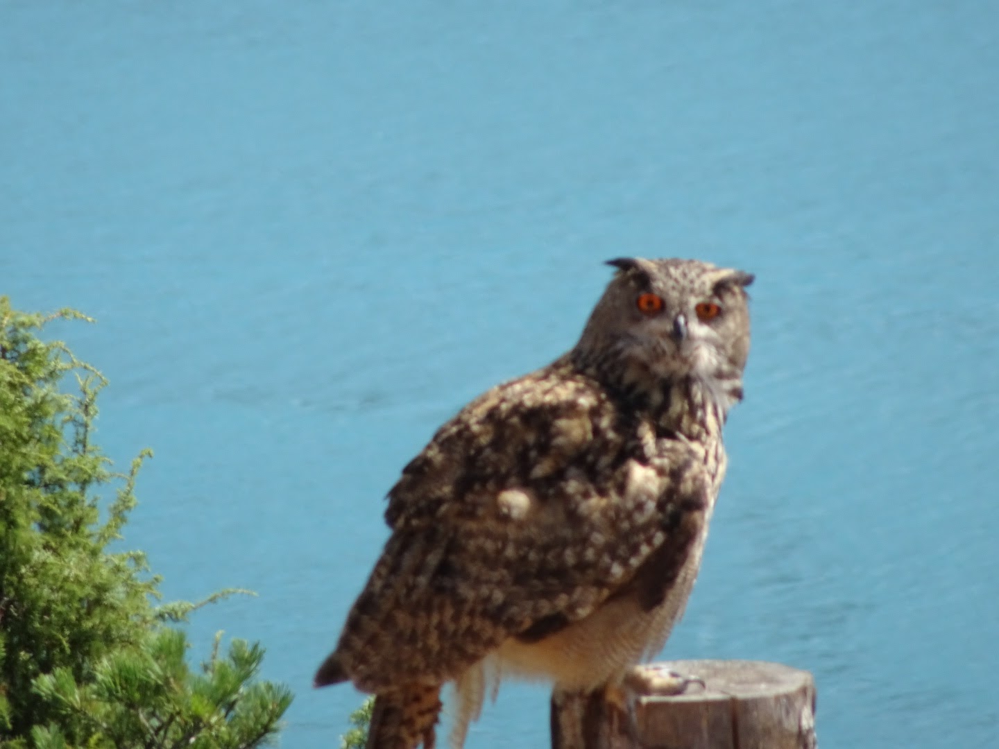 Photo n° 33 de l'avis de Romain.o fait le 17/08/2017 à 11:56