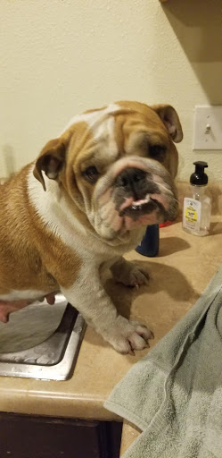 Pet Supply Store «PetSmart», reviews and photos, 15042 Summit Ave, Fontana, CA 92336, USA