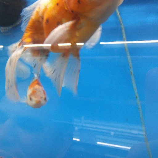 Pet Supply Store «Pet Supreme», reviews and photos, 12823 Foothill Blvd, Sylmar, CA 91342, USA