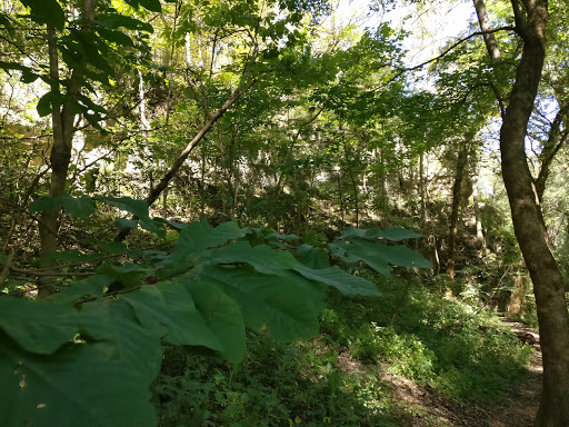 Walking Fern Trailhead