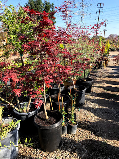 Cerritos Nursery