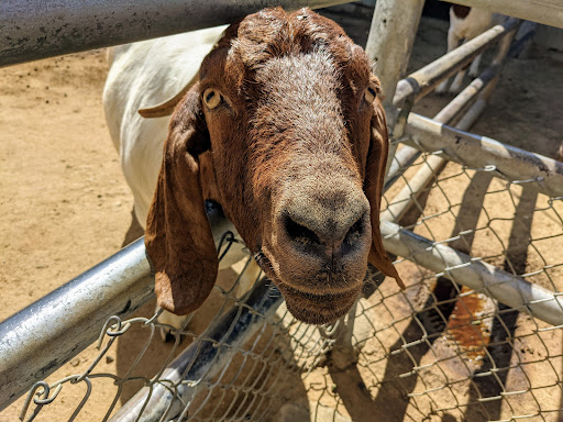 Park «Montebello Barnyard Zoo», reviews and photos, 600 Rea Dr, Montebello, CA 90640, USA