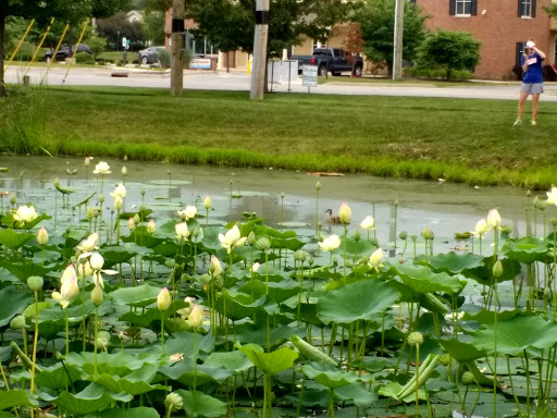 Drug Store «CVS», reviews and photos, 1466 W Oak St, Zionsville, IN 46077, USA