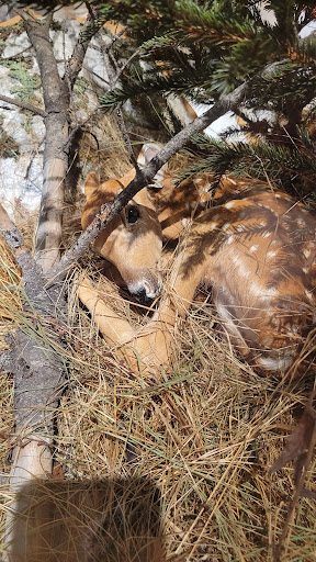 Natural History Museum «George B. Dorr Museum of Natural History», reviews and photos, 105 Eden St, Bar Harbor, ME 04609, USA