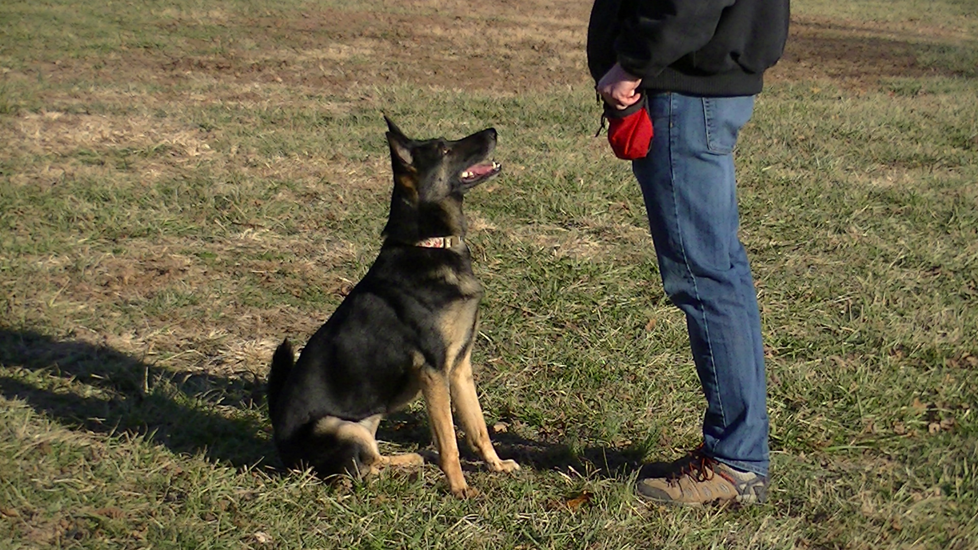 Central Missouri Canine Solutions