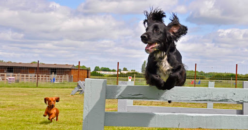 York Dog Park