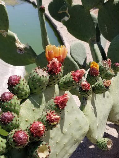 Golf Club «Golf Club at Johnson Ranch», reviews and photos, 30761 W Golf Club Dr, San Tan Valley, AZ 85143, USA