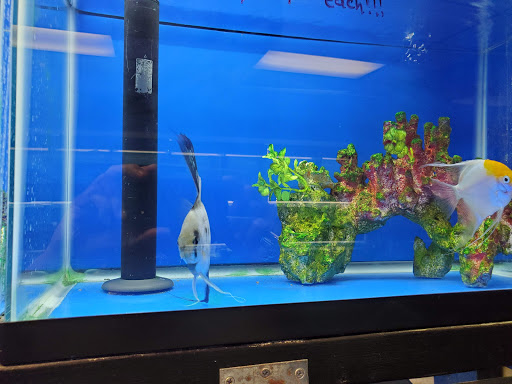Pet Store «Corals and Fins», reviews and photos, 5011 W Hillsborough Ave, Tampa, FL 33634, USA