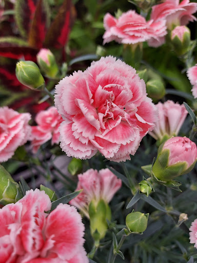 Animal Feed Store «Wilco Farm Store», reviews and photos, 815 W Main St, Battle Ground, WA 98604, USA