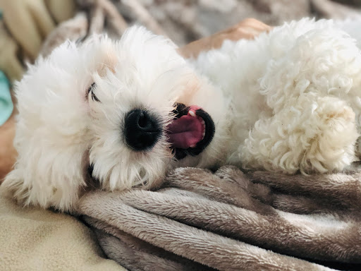 Pet Supply Store «Petco Animal Supplies», reviews and photos, 474 228th Ave NE, Sammamish, WA 98074, USA