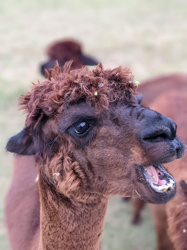 Event Venue «Three B Ranch Events», reviews and photos, 7850 Patton Rd, Somerset, TX 78069, USA