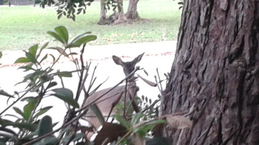 Auto Parts Store «NAPA Auto Parts - Leissner Auto Parts», reviews and photos, 270 E San Antonio St, New Braunfels, TX 78130, USA