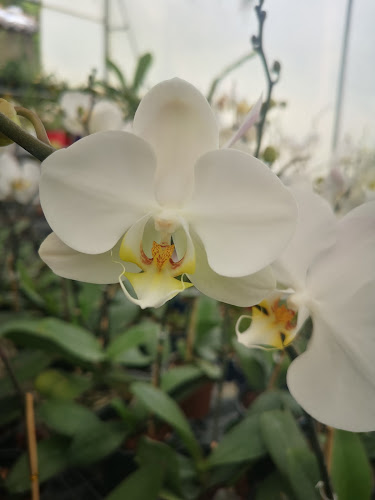 Orchid's Land - Paute