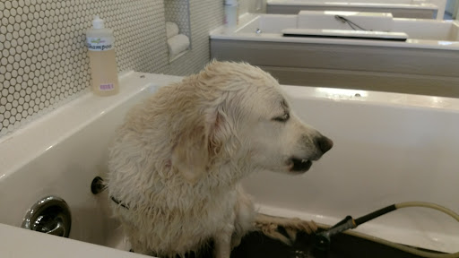 Pet Groomer «Bubbly Paws Dog Wash & Grooming», reviews and photos, 949 Grand Ave, St Paul, MN 55105, USA