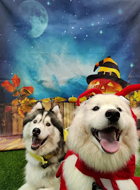 Camp Bow Wow - Photo 7 - Car repair in Cary, NC, Raleigh