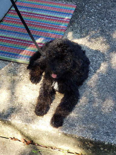 Pet Supply Store «Unleashed by Petco», reviews and photos, 8412 Georgia Ave, Silver Spring, MD 20910, USA