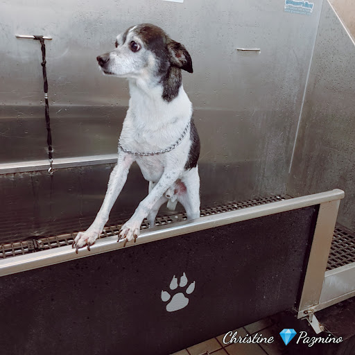 Pet Supply Store «Pet Supplies Plus», reviews and photos, 4250 N Alafaya Trail #240, Oviedo, FL 32765, USA