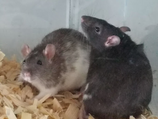 Pet Store «Pet Shop», reviews and photos, 210 W Main St, Sedalia, MO 65301, USA