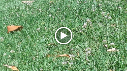 Park «Montebello Barnyard Zoo», reviews and photos, 600 Rea Dr, Montebello, CA 90640, USA