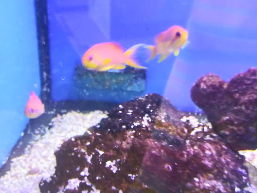 Pet Supply Store «Petco Animal Supplies», reviews and photos, 1209 New Brunswick Ave, Phillipsburg, NJ 08865, USA