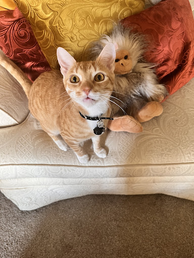 Forest Hills Veterinary Clinic image