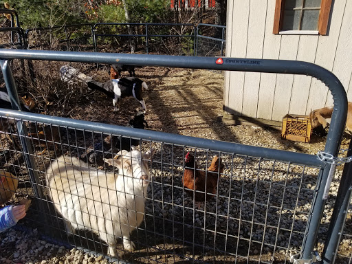 Pet Store «Zoo Creatures Pet Store», reviews and photos, 149 Plaistow Rd, Plaistow, NH 03865, USA