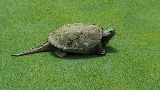 Golf Course «Richter Park Golf Course», reviews and photos, 100 Aunt Hack Rd, Danbury, CT 06811, USA