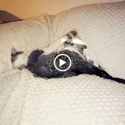 Pet Supply Store «PetSmart», reviews and photos, 4240 S Mooney Blvd, Visalia, CA 93277, USA