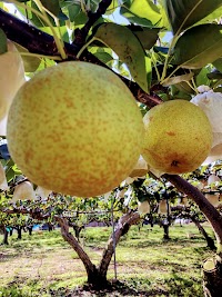 おいしい梨の生産販売 清玉園