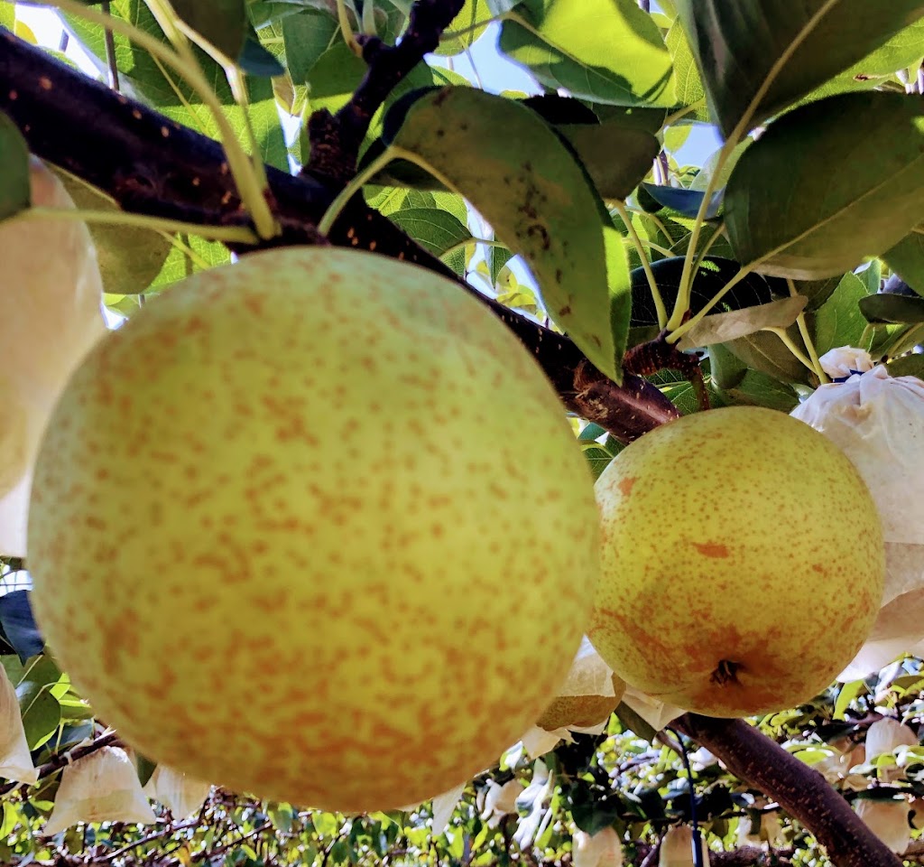 おいしい梨の生産販売 清玉園