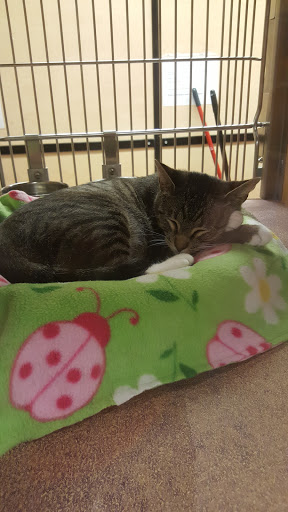 Pet Supply Store «PetSmart», reviews and photos, 1846 Wentzville Pkwy, Wentzville, MO 63385, USA