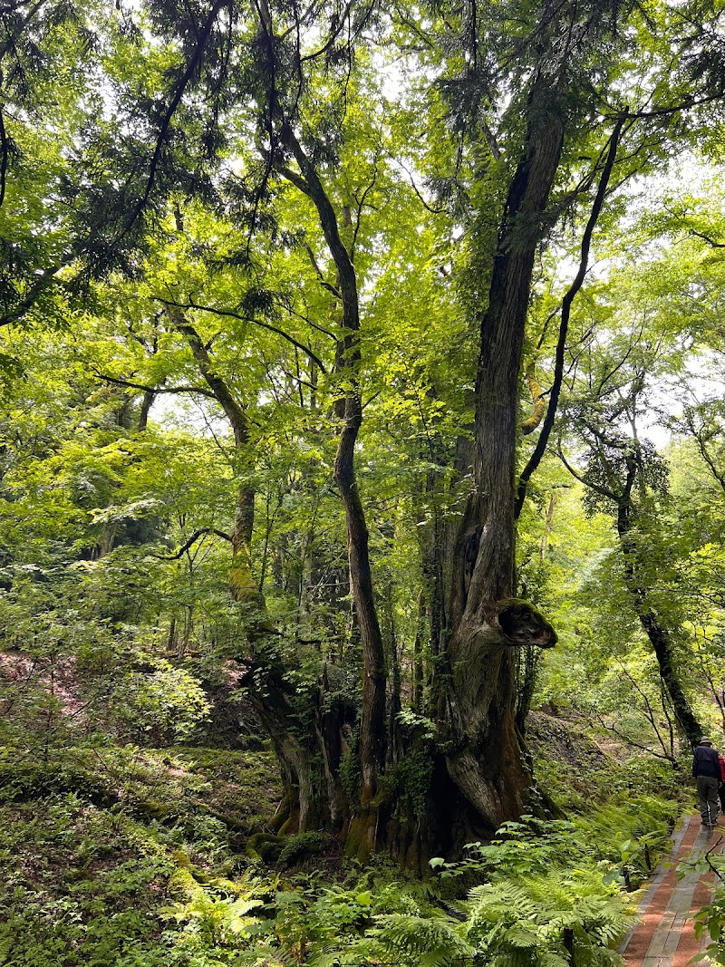 和池の大カツラ