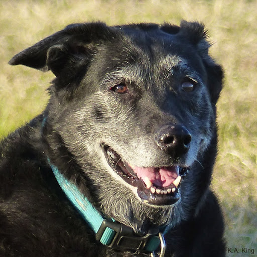 Park «Grover Basin Dog Park», reviews and photos, 17445 N 20th St, Phoenix, AZ 85022, USA