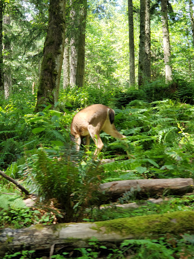 Zoo «Northwest Trek Wildlife Park», reviews and photos, 11610 Trek Dr E, Eatonville, WA 98328, USA