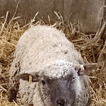 Photo n° 1 de l'avis de marion.e fait le 11/02/2023 à 20:23 pour La ferme noisette au beau thym à Sin-le-Noble
