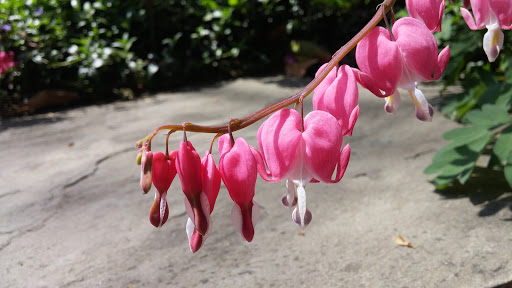 Heritage Museum «Hillwood Estate, Museum & Gardens», reviews and photos, 4155 Linnean Ave NW, Washington, DC 20008, USA