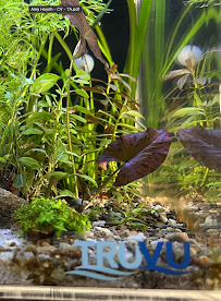 TRUVU Aquariums - Photo 4 - Car repair in Chandler, AZ, Chandler