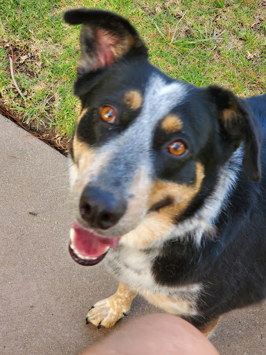 Pet Supply Store «Lemos Feed & Pet Supply», reviews and photos, 1320 Main St, Morro Bay, CA 93442, USA