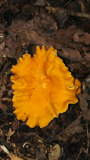 National Park «Guilford Courthouse National Military Park», reviews and photos, 2332 New Garden Rd, Greensboro, NC 27410, USA