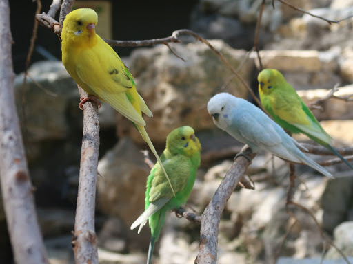 Zoo «Fort Worth Zoo», reviews and photos, 1989 Colonial Pkwy, Fort Worth, TX 76110, USA